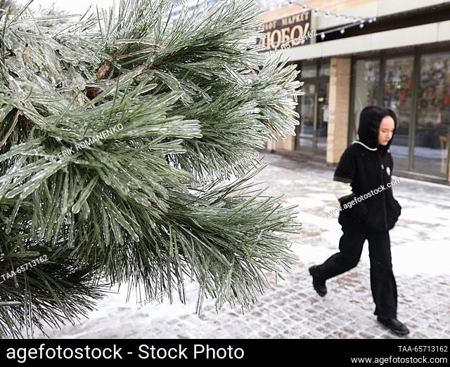 RUSSIA, ROSTOV-ON-DON - DECEMBER 13, 2023: Glaze ice from freezing rain covers spruce needles. Strong winds with gusts of up to 18 metres per second and...