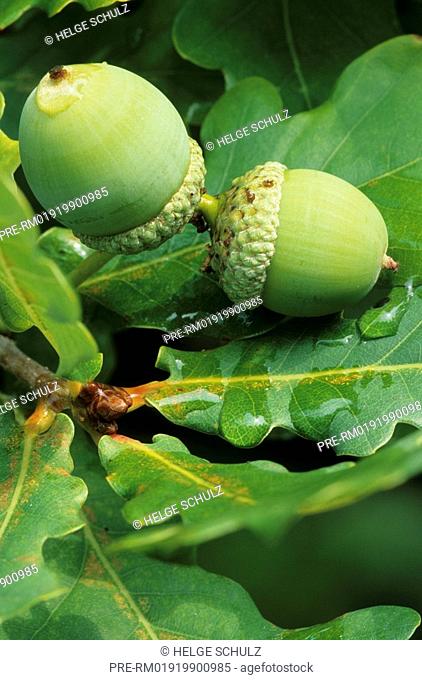 Acorns, fruits of the Pedunculate Oak, Quercus robur, Quercus pedunculata