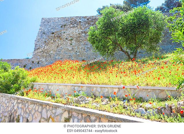 Vieste, Italy, Europe - Poppy field at the historic fortress of Vieste
