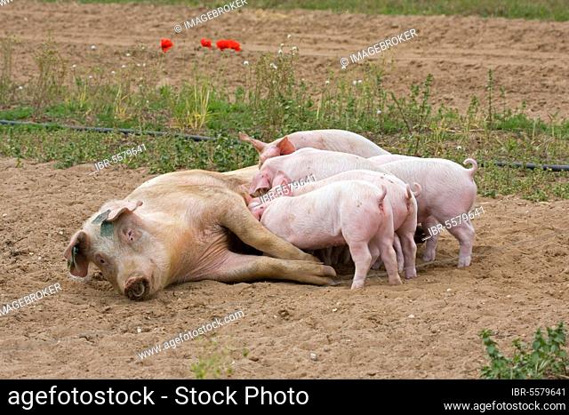 Domestic Pig, Large White x Landrace x Duroc, freerange sow with piglets, suckling, on outdoor unit, England, United Kingdom, Europe