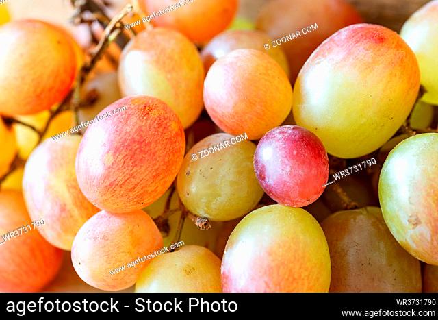 Closeup of fresh colorful grapes on a wooden plank, under the soft morning light