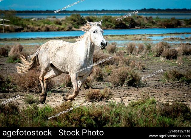 Camargue, France, April 27 2019 : White horses and two guardians are walking in the water all over in the swamp in Camargue, France