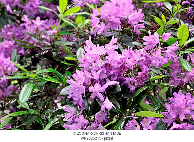 Violet rhododendron blossoms