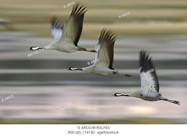 Common Cranes Lake Hornborga Sweden Grus grus