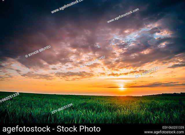 Spring Sunset Sky Above Countryside Rural Meadow Landscape. Wheat Field Under Sunny Spring Sky. Skyline. Agricultural Landscape With Growing Green Young Wheat...