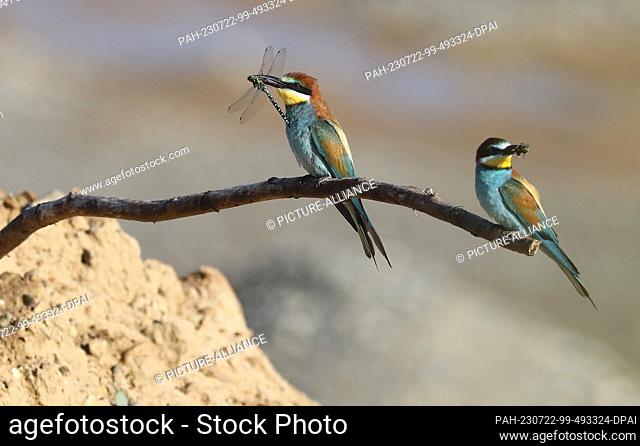 22 July 2023, Baden-Württemberg, Hohentengen: Bee-eater (Merops apiaster) with a bumblebee and a dragonfly in its beak sitting on a branch