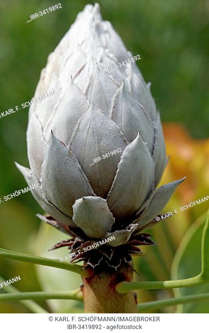 Bud of a King Protea (Protea Cynaroides), native to South Africa