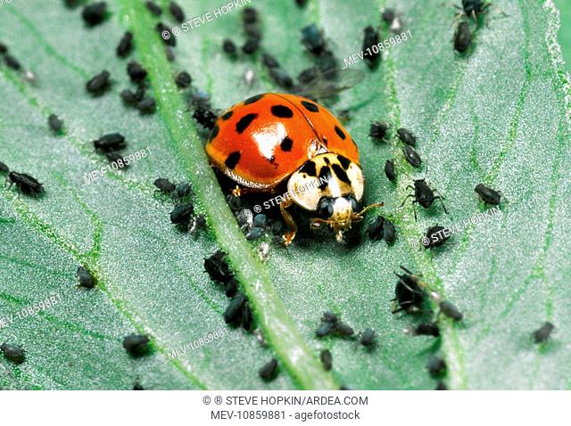 Harlequin Ladybird - Feeding on Aphids (Harmonia axyridis). Location: Laboratory culture, England. Out-competes native British ladybirds for food