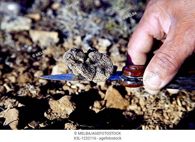 Cutting black truffle, tuber melanosporum, Tiermes, Soria  Castile-Leon  Spain
