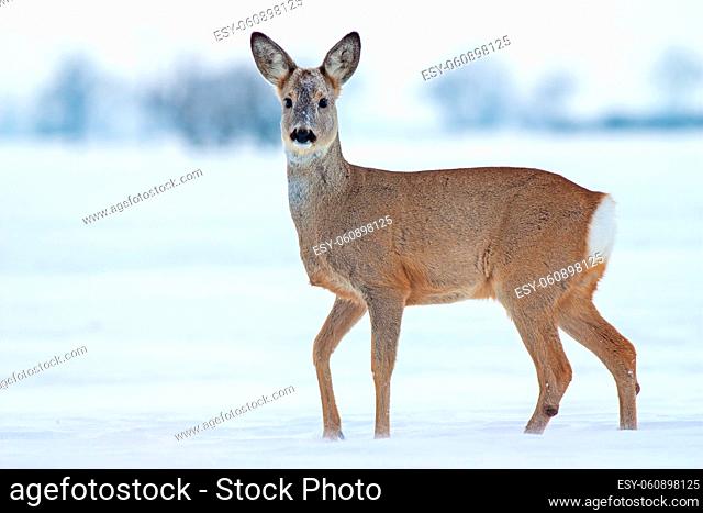 Roe deer Capreolus capreolus in winter. Roe deer with snowy background. Wild animal with snowy trees on background