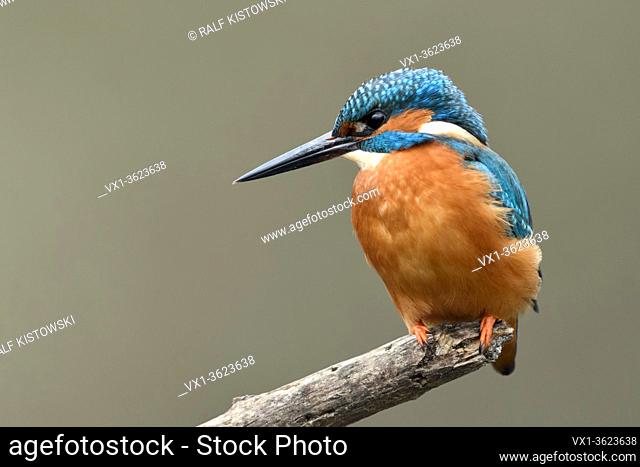 Kingfisher / Eisvogel ( Alcedo atthis ), male bird, perched on top of a branch for hunting, detailed frontal view, soft light, wildlife, Europe