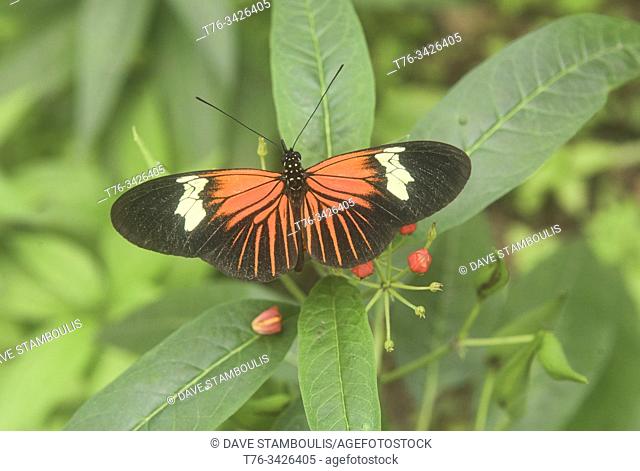 Postman butterfly (Heliconius melpomene), Mindo, Ecuador