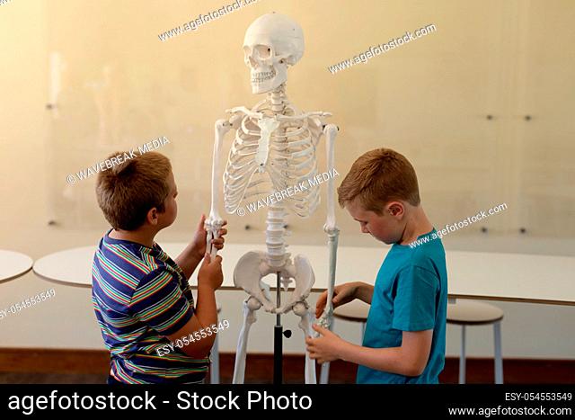 Side view of two Caucasian elementary school boys working with a model of a human skeleton during a biology lesson