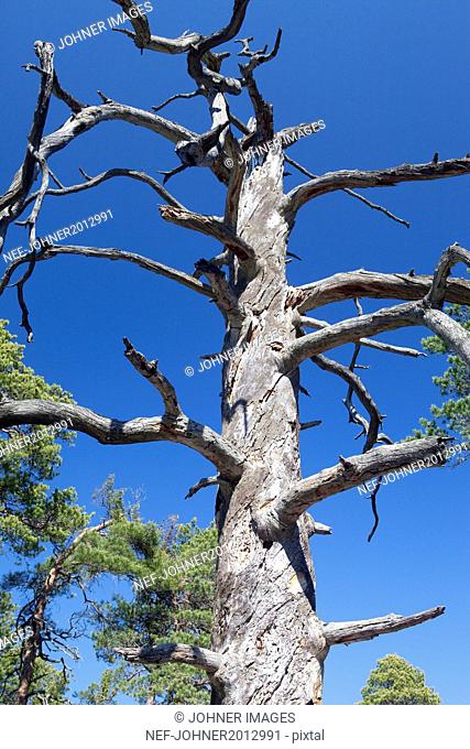 Low angle view of dead tree