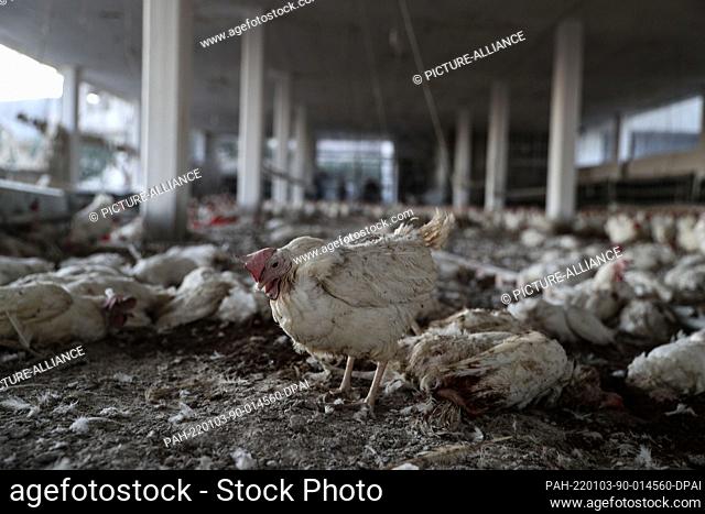 03 January 2022, Syria, Armanaz: A lone chicken stands amongst dead ones in a destroyed poultry farm after it was reportedly hit by a Russian airstrike