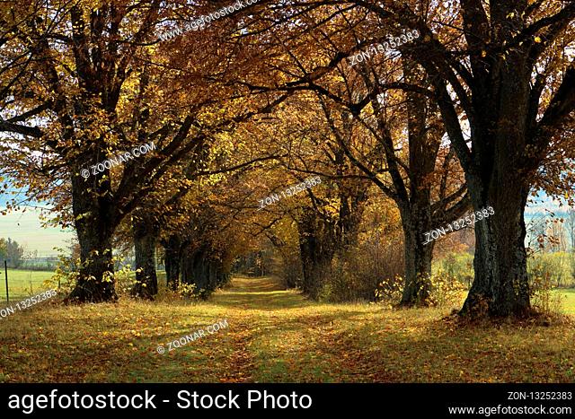Beautiful alley colorful trees autumn natural background Germany