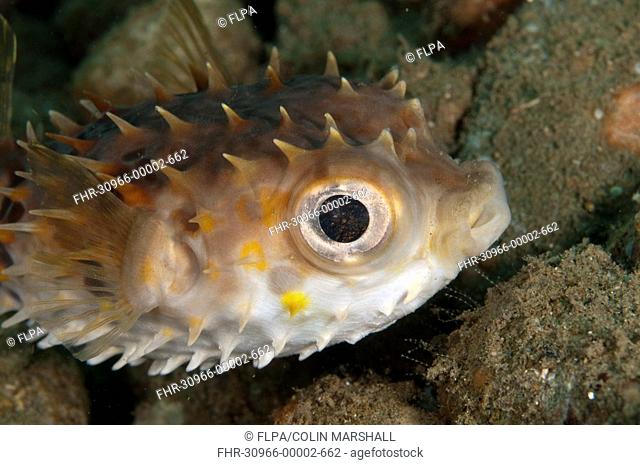 Orbicular burrfish Cyclichthys orbicularis adult, Ambon Island, Maluku Islands, Banda Sea, Indonesia