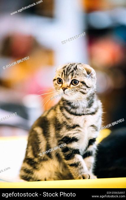 Small Cute Gray Scottish Fold Cat Kitten At Blurred Indoor Background