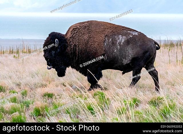 Buffalo roaming around in the greenery pasture of the preserve park