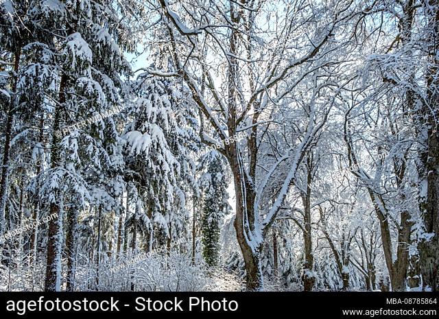 Winter landscape with snow-covered trees in the forest, Tutzing, Bavaria, Germany, Europe