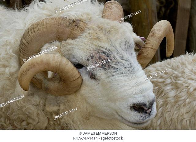 Dartmoor sheep, ram's head with curly horns, Widecombe Fair, Dartmoor, Dartmoor National Park, Devon, England, United Kingdom, Europe