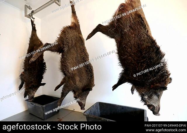 05 November 2020, Mecklenburg-Western Pomerania, Wiethagen: Wild boars are hanging in the cold store at the game collection point in the Rostock city forest...