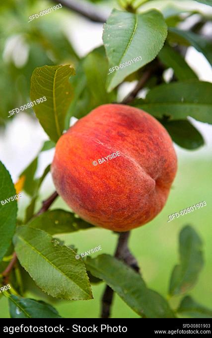 A ripe peach