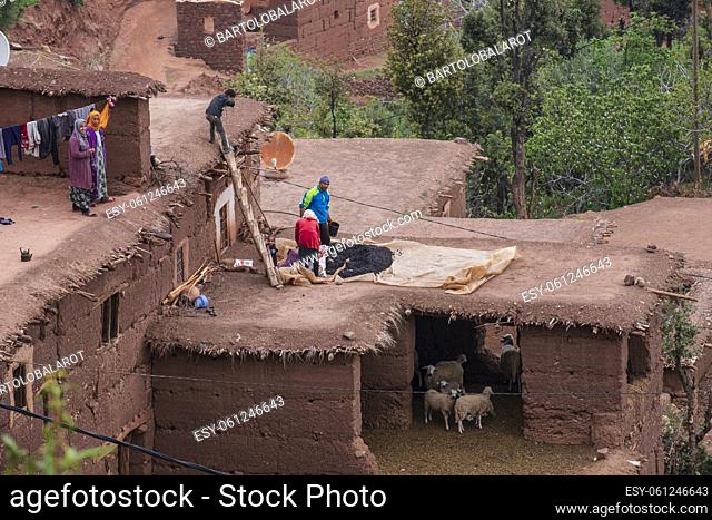 family drying beans on a pen with sheep, Ait Blal, azilal province, Atlas mountain range, morocco, africa