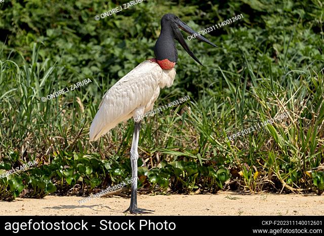 Jabiru stork in tropical Pantanal, Brasil, September 27, 2023. (CTK Photo/Ondrej Zaruba)