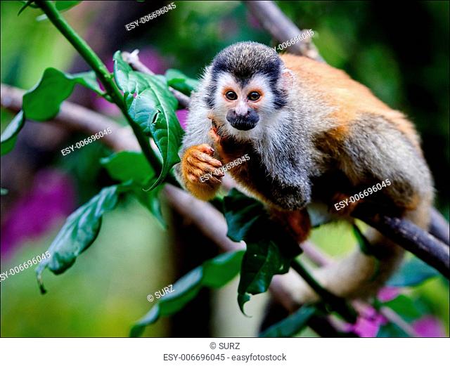 The monkey sits on a branch of a tree and attentively looks, having stretched forward a paw
