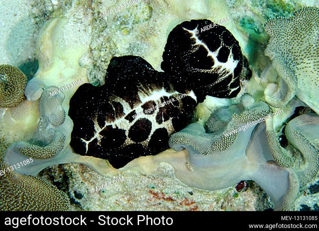 Pair of Egg Cowries on coral - Batu Gosoh dive site, Bangka Island, north Sulawesi, Indonesia, Pacific Ocean