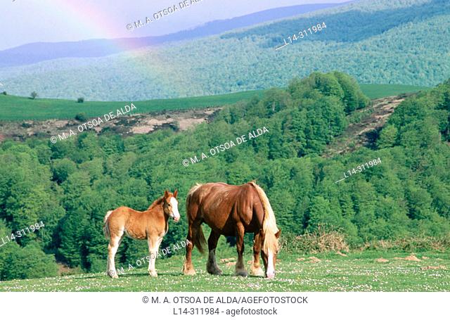 Mare and foal, rainbow. Irati forest. Navarre. Spain