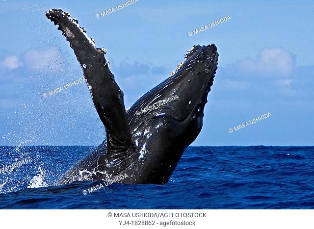 humpback whale, Megaptera novaeangliae, breaching, Hawaii, USA, Pacific Ocean
