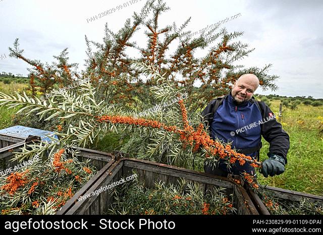 29 August 2023, Brandenburg, Werder (Havel): During the sea buckthorn harvest, the orange berries are cut from the bushes by Michael Noak of Christine Berger...