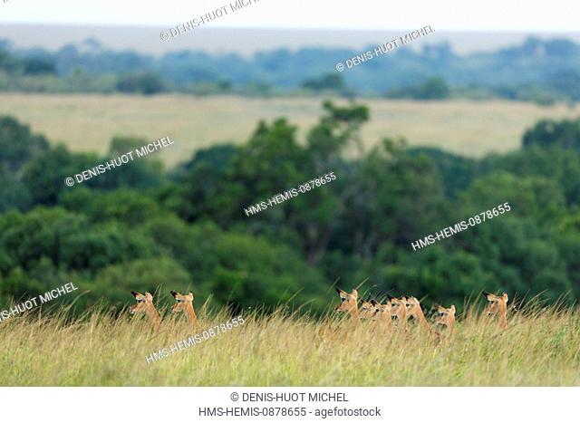 Kenya, Masai Mara National Reserve, Impala (Aepyceros melampus), females in alarm in the high grasses