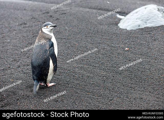 UK, South Georgia and South Sandwich Islands, Portrait of chinstrap penguin (Pygoscelis antarcticus) standing on black sand on Saunders Island