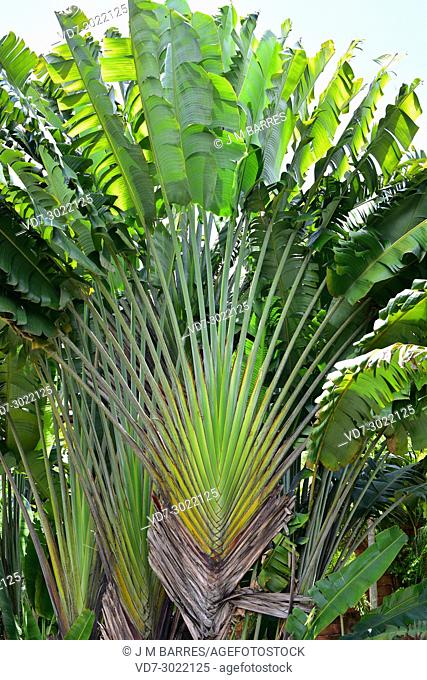 Traveller palm or traveller tree (Ravenala madagascariensis) is big herb native to Madagascar