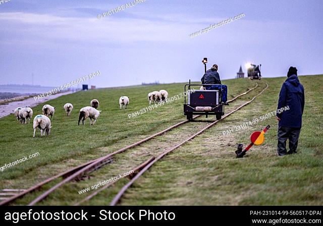PRODUCTION - 29 September 2023, Schleswig-Holstein, Hallig Langeneß: A resident of the Halligen passes a flock of sheep with his lorry on the rail track