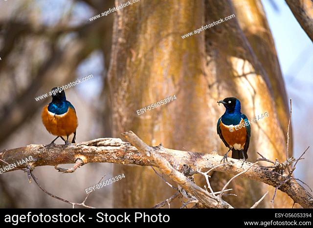 Very colorul native birds sit on branches