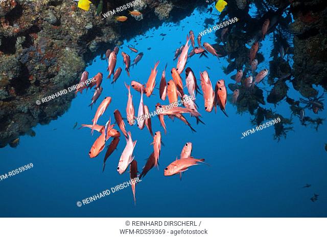 Brick Soldierfish, Myripristis amaena, Ellaidhoo House Reef, North Ari Atoll, Maldives