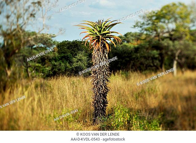 Mountain aloe tree, Tembe Elephant Park, Maputaland, KwaZulu Natal, South Africa. Blurred
