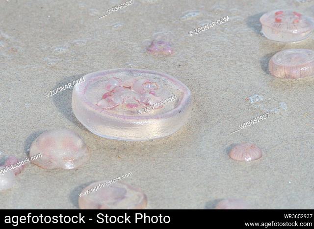 Ohrenquallen an der Ostsee. Aurelia aurita, also called the common jellyfish in the baltic sea
