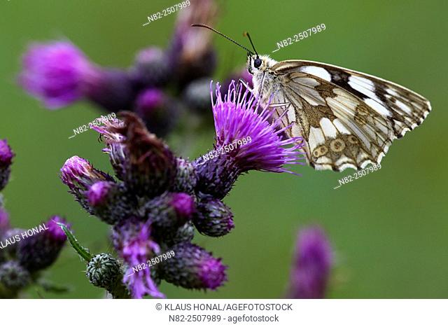 Marbled White Butterfly Melanargia galathea on Marsh thistle Cirsium palustre - Hesselberg region, Bavaria/Germany
