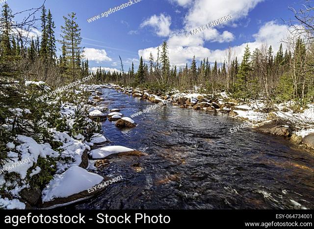 Muddus jokk in springtime with running water, snow on the side, spruce and birch trees around, Gällivare county, Swedish Lapland, Sweden