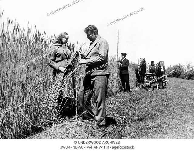 Ukraine, USSR: August 19, 1947 A team leader of the Paris Commune collective farm in the Berdichev district of the Russian Ukraine inspects rye stalks on the...