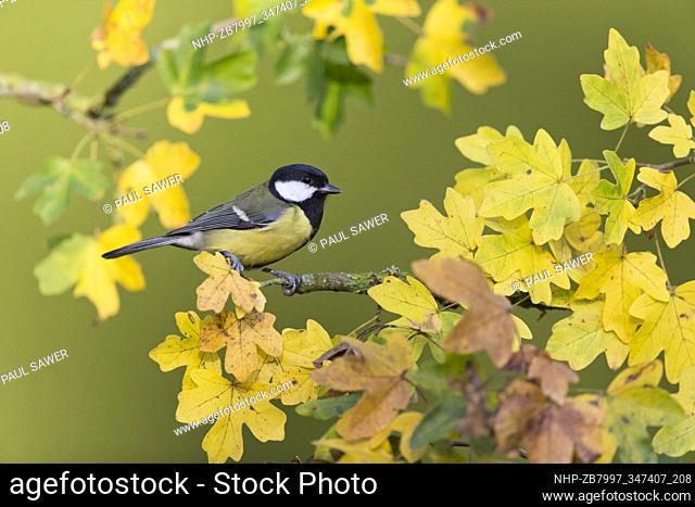 Great Tit (Parus major) adult male, perched on Field Maple (Acer campestre) twig with autumn leaves, Suffolk, England, November