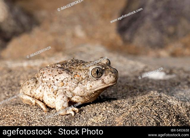 Spadefoot, and, Spadefeet, Amphibians, Other animals, Frogs, Toad, Toads, Animals, New Mexico spadefoot toad, Spea multiplicata, Green Valley, Arizona, USA