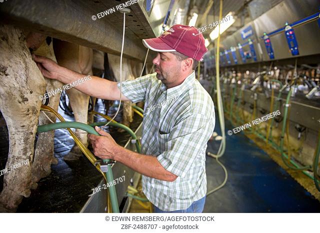 Farmer connecting dairy equipment to a cow in a milking operation in Ridgley, Maryland, USA