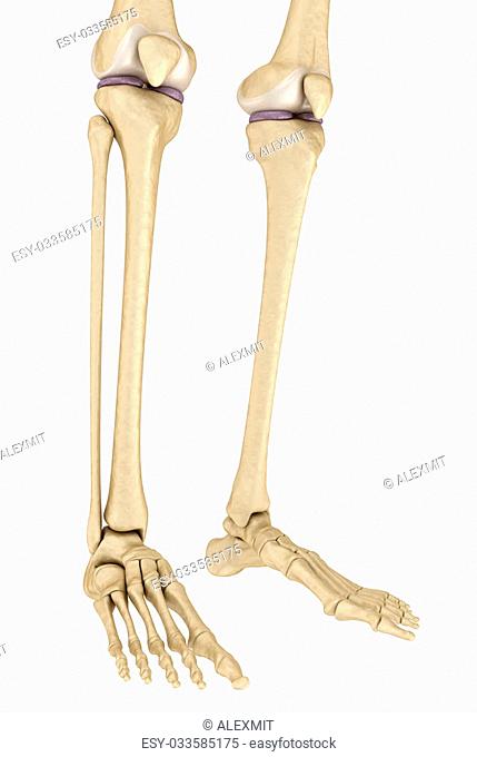 Knee anatomy. Isolated on white. Medically accurate 3D illustration