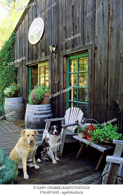 Pet dogs on patio, Maple Creek Winery Yorkville, Mendocino County, California